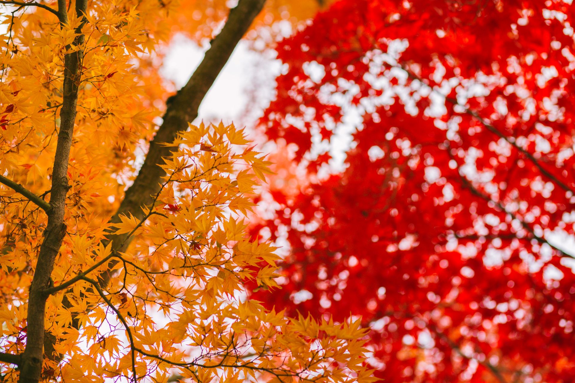 8 Insanely Beautiful Destinations for Fall Foliage in New York