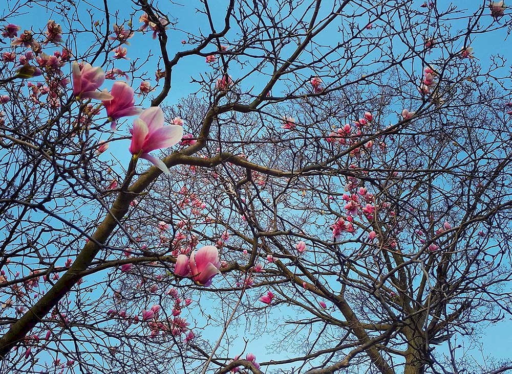 Spring Awakening: An Unforgettable Journey through New York and Long Island